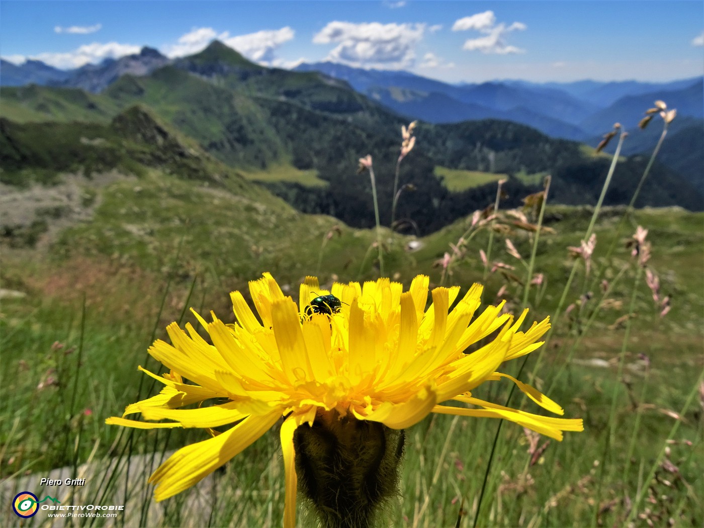 39 Crepis pontana (Crepis) con ospite e vista sul Cavallo.JPG